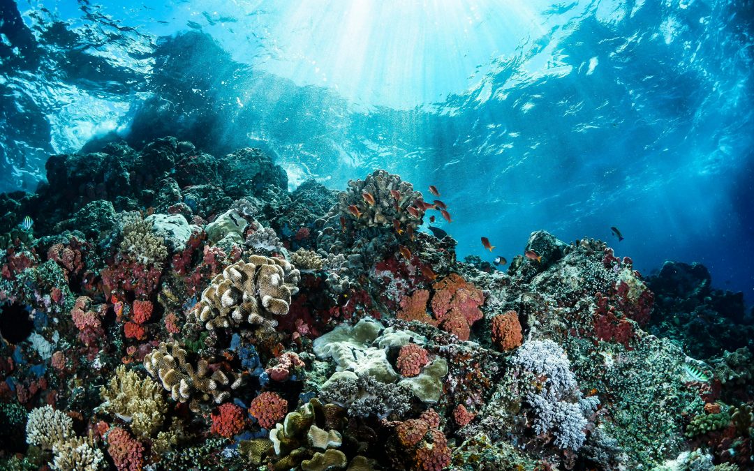 GREAT BARRIER REEF