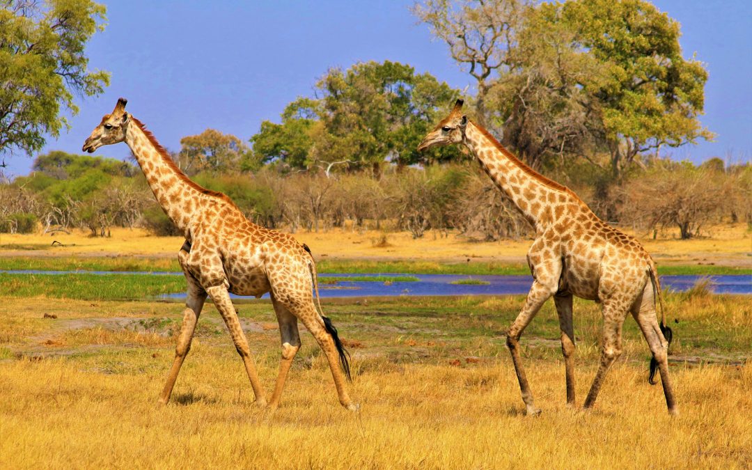 OKAVANGO DELTA 